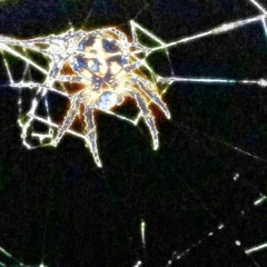 SPIDERS IN MY DUNGEON