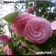 nature.of.art