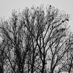 Rookery-Landshut #1