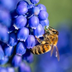 Bee Estee