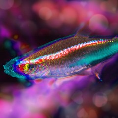 【﻿ｎｅｏｎ☆TETRA☆ (っ◔◡◔)っ ♥ <3 ♥꒒ꂦꃴꍟ】