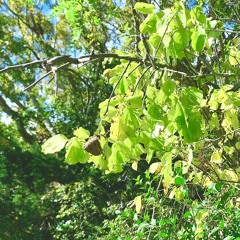 Downbad - Uncelebrated