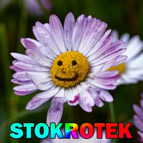 Stokrotek - Trzymaj swoje łzy