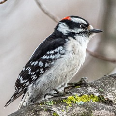 Downy Woodpecker calls - Washburn Ave, Tivoli, NY