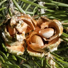 Pine Nut