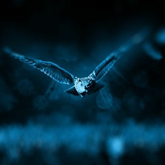Light pollution: The Nature Park Our's project "Night light"