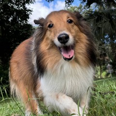 My Best Doggo Friend Stays Up All Night Again (Mali)