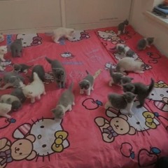 TSVNEO, Chronxs - Woah!