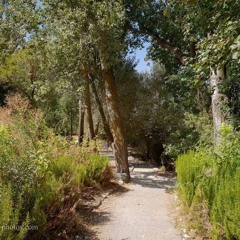 תקווה yovel play solo budakov white