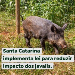Santa Catarina implementa lei para reduzir impacto dos javalis
