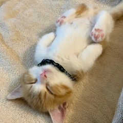 FEDERALMANE - RAGNO MANE KIT