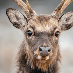 Sika Deer Tri-Whistle (Medley)