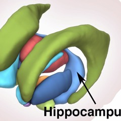 suicidal hippo campus
