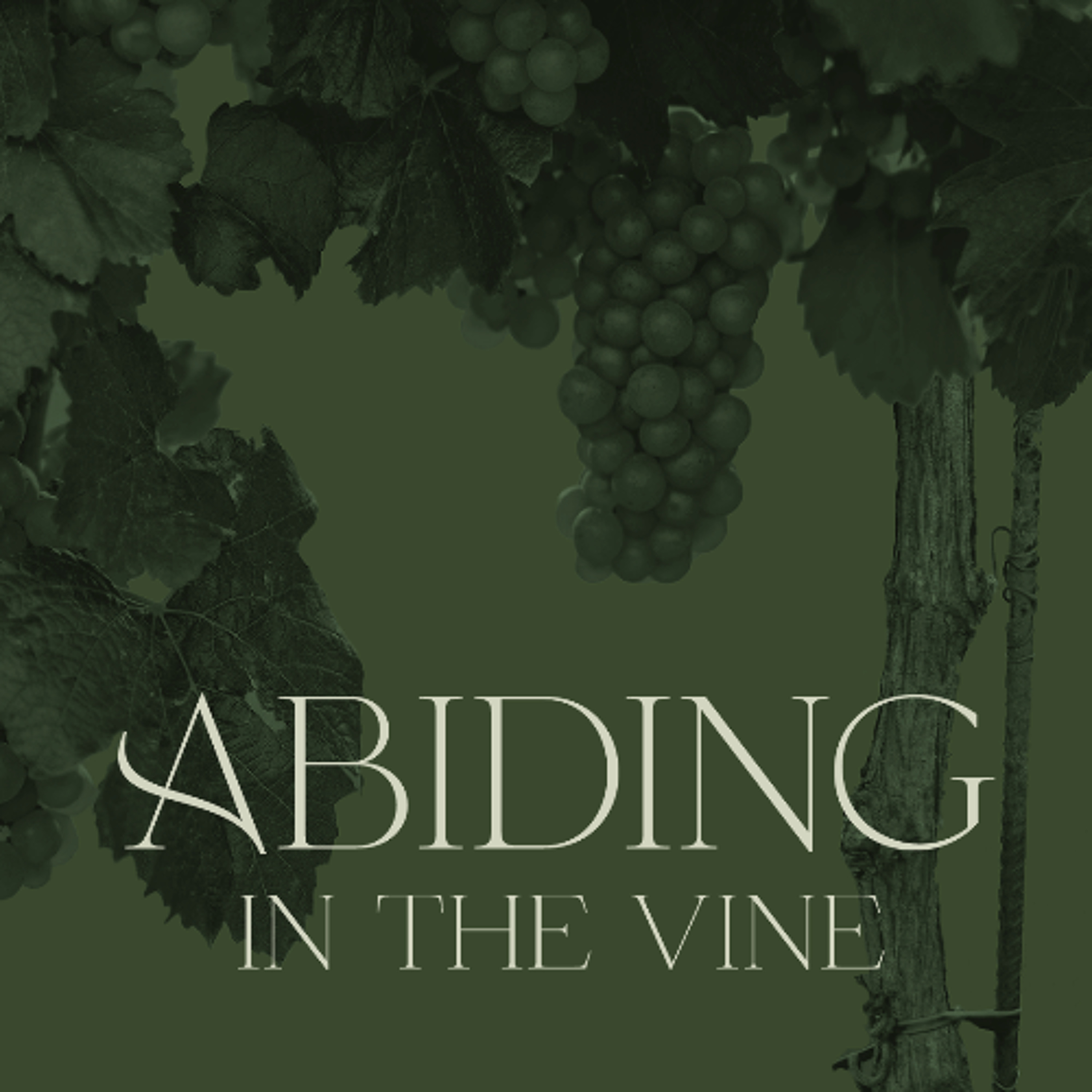 Abiding in the Vine | 3. Abide in my Love | John 15:9-17 | Chris Barton