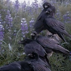 Buji !  - Fa Tha Birds !  (Unmixed Version)