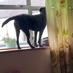 Zara Larsson ‘NEVER FORGET YOU’ REMIX