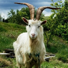 Billygoat