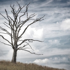 Food for the soul - What's Not Growing in Your Life? - Rachel Priestman – 27/05/25