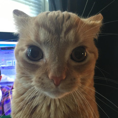 the crusty kitty cataclysm
