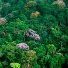Canopy
