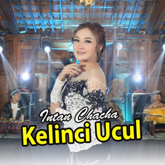 Kelinci Ucul