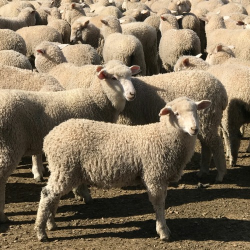 Farmers getting greater cut of lamb price