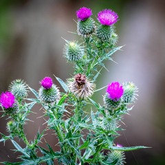 Ballad For A Forgotten Boy