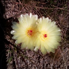 Divina flor da vida.