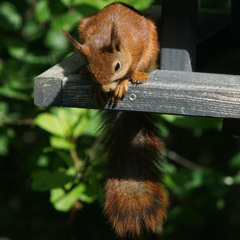 08. Peanuts in Heaven