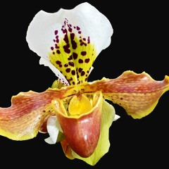 Extrait du livre "Ode au clitoris" de Gerard Leleu