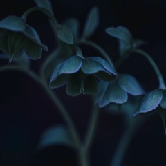 Sleep Meditation to Let Insomnia Go