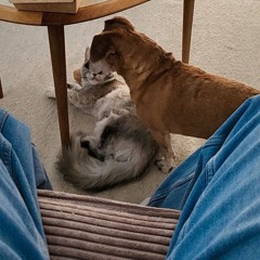 98. maine coon (prod. guapo)