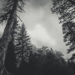 Forests and ancient haunts of sleep