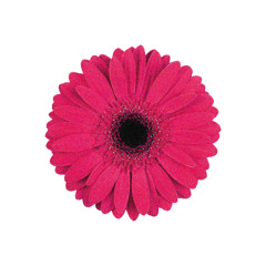 selfharm (@dollatega+@forzen)