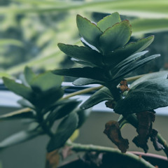 homesession #3 // June 2025