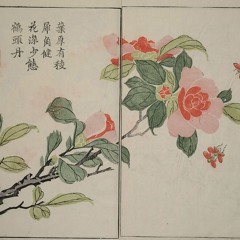 From Mustard Seed to Mighty Tree: The Growth of God's Grace in Us - Homily - 11th Sunday OT (Year B)