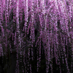 The Roots of Heaven