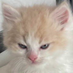 ผมมันก็แค่เศษสวะ