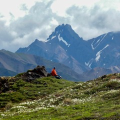 Denali Mosquito Dance