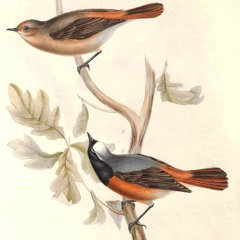 rehek zahradní a probouzející se ranní chór / common redstart and the onset of the morning choir