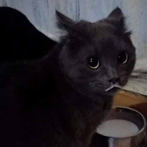 Lisa_ The Vegaful (Sample Update) - Infinite Trash (Gang of Creeps Version)