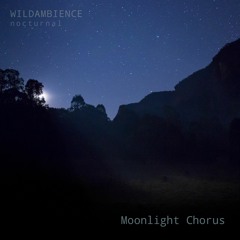 Moonlight Chorus - Australian Magpies sing under a full moon- Album Sample