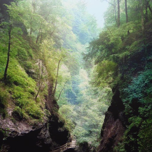 Forest (Deer) - Snippet [ambient/drone]
