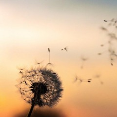 PAUSE SANTE - La Douceur (Lundi 16 Decembre 2024)