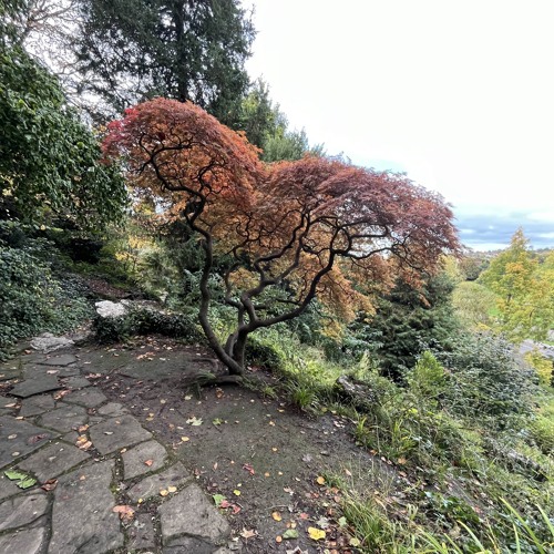 While The Leaves Are Still Green (Autumn Leaves Showcase)