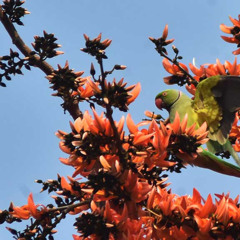 ফাগুন হাওয়ায় হাওয়ায় করেছি যে দান