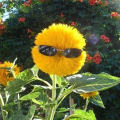 Simplicity Is Bliss - RUFUS DU SOL - Remix (Slowed/Reverbed)