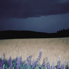 lavender was here