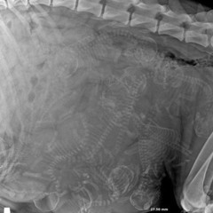 oddy lozy / Chrysler 300C.feat 9for