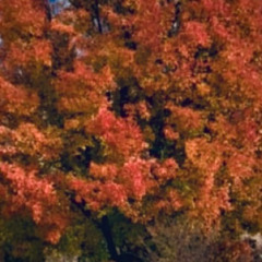 In The Fall - Demo